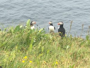 Papageitaucher-300x225 Federwild