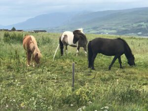 Pferde-in-Island-300x225 Isländer