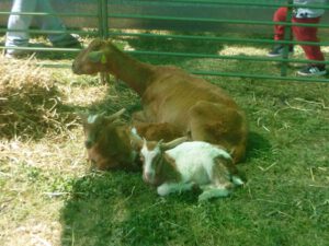 Pityusenziege-mit-Zicklein-300x225 Pityusenziege