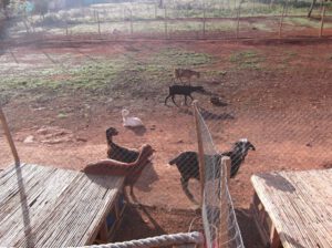 Pityusenziegen-auf-Biobauernhof-300x224 Pityusenziege