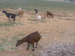 Pityusenziegen-auf-Formentera-300x225 Pityusenziege
