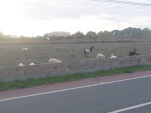 Pityusenziegen-und-Ibizenkische-Schafe-300x225 Pityusenziege