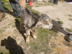 Pitzyusenzicklein-300x225 Pityusenziege