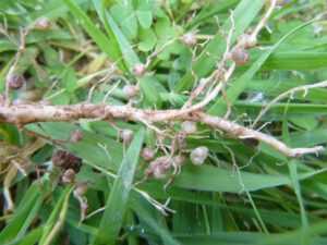 Rhizobium-300x225 Knöllchenbakterien