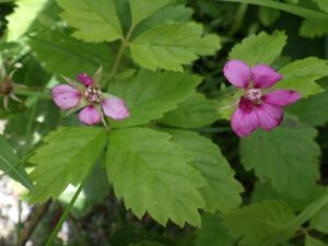 Rubus-arcticus-300x225 Steinbeere