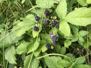 Rubus-caesius-300x225 Brombeere