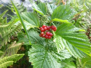 Rubus-saxatilis-in-Schwyz-300x225 Steinbeere