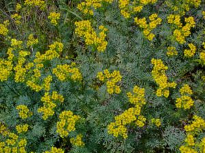 Ruta-angustifolia-300x224 Weinraute