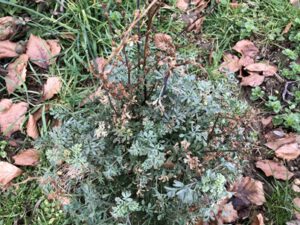 Ruta-graveolens-300x225 Weinraute