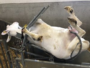 Saanenziege-im-Klauenpflegestand-300x225 Saanenziege