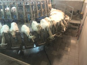 Saanenziegen-im-Melkkarussell-300x225 Saanenziege