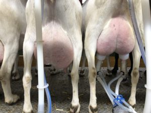 Saanenziegen-im-Melkstand-300x225 Saanenziege