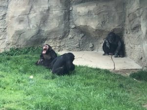 Schimpansen-300x225 Affen