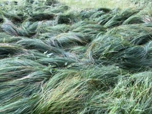 Seegras-Segge-300x225 Seegras-Segge
