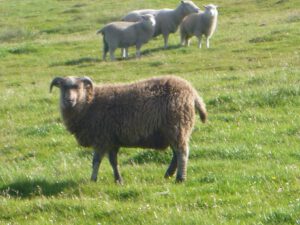 Shetland-sheep-300x225 Nordische Kurzschwanzschafe