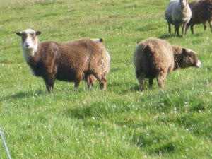 Shetlandschafe-300x225 Nordische Kurzschwanzschafe