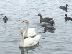 Singschwaene-Graugans-und-Stockenten-300x225 Federwild