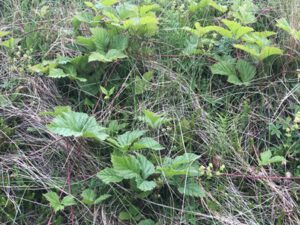 Steinbeeren-in-Island-300x225 Steinbeere