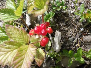 Steinbeeren-in-Schweden-300x225 Steinbeere
