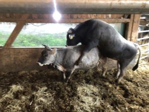 Stier-beim-Decken-300x225 Grauvieh