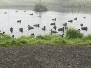 Stockenten-300x225 Federwild