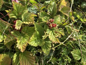 Unreife-Steinbeeren-im-Wallis-300x225 Steinbeere
