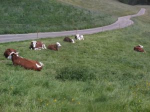 Vorderwaelder-auf-der-Weide-300x224 Wäldervieh