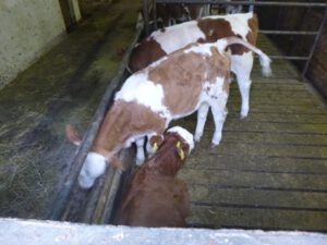 Vorderwaelderkaelber-300x225 Wäldervieh