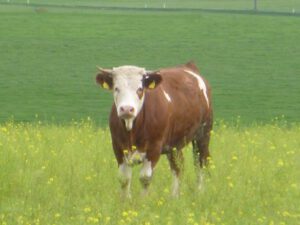 Vorderwaelderkuh-300x225 Wäldervieh