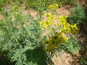 Weinraute-300x225 Weinraute