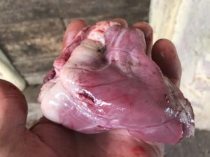 Ziegenherz-300x225 Herz