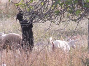 Ziehende-Schaf-und-Ziegenherde-300x224 Pityusenziege