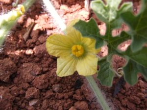 Bluehende-Wassermelone-300x224 Wassermelone