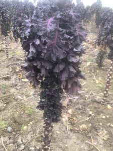 Flower-Sprouts-225x300 Rosenkohl