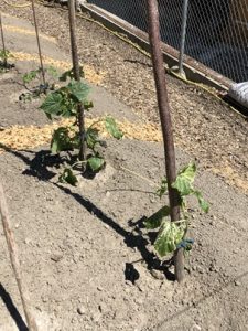 Gurken-mit-Rankhilfe-225x300 Gurke