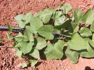 Ipomoea-batatas-300x224 Süßkartoffel