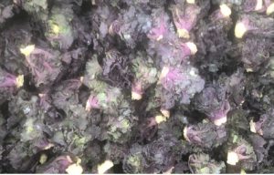 Kohlroeschen-300x192 Rosenkohl