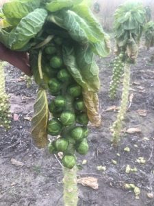 Rosenkohl-1-225x300 Rosenkohl