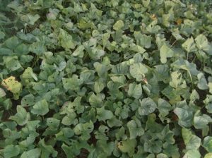 Suesskartoffelbeet-300x224 Süßkartoffel