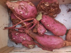 Suesskartoffelernte-300x224 Süßkartoffel