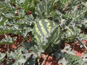 Wassermelone-300x224 Wassermelone