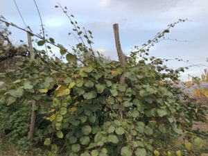 Actinidia-deliciosa-300x225 Kiwipflanze