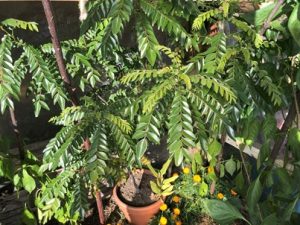 Currybaum-300x225 Currybaum