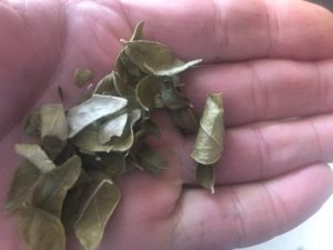 Curryblaetter-300x225 Currybaum