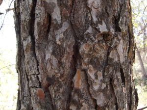 Aleppokiefer-Borke-300x224 Kiefer