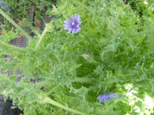 Bluehende-Endivie-300x225 Endivie