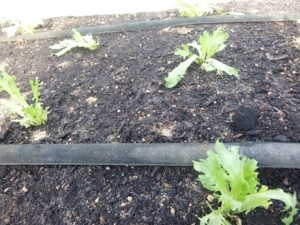 Endivienpflaenzchen-300x225 Endivie