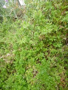 Galium-aparine-225x300 Kletten-Labkraut