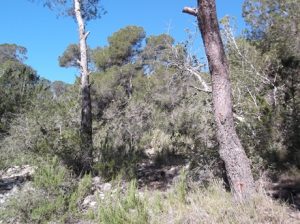 Pinus-halepensis-300x224 Kiefer