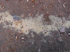 Pollen-Aleppokiefer-300x224 Kiefer